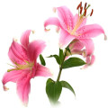 Pink Lily